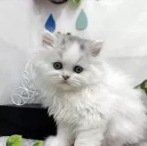 ミヌエット(長足)