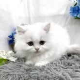 ミヌエット(長足)