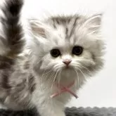 ミヌエット(長足)