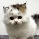 ミヌエット(長足)【北海道・男の子・2025年8月30日・ブラウンタビー&ホワイトバン】の写真2