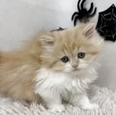 ミヌエット(長足)【北海道・女の子・2025年8月20日・レッドタビー&ホワイト】の写真3