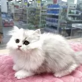 ミヌエット(長足)【北海道・女の子・2025年8月15日・ダイリュートキャリコ】の写真6