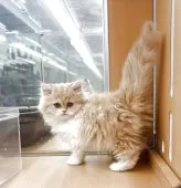 ミヌエット(長足)【北海道・女の子・2025年8月20日・レッドタビー&ホワイト】の写真5