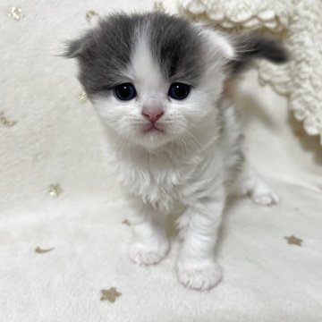 スコティッシュフォールド(折れ耳)【兵庫県・女の子・2025年9月4日・ブルーパッチドタビー&ホワイト】の写真「まんまる美人✨」