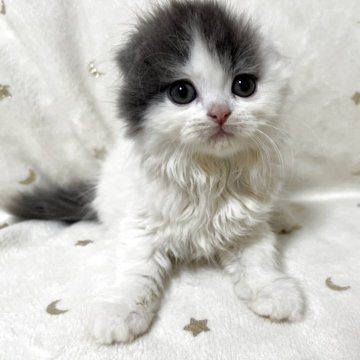 スコティッシュフォールド(折れ耳)【兵庫県・女の子・2025年9月4日・ブルーパッチドタビー&ホワイト】の写真「まんまる美人🩷」