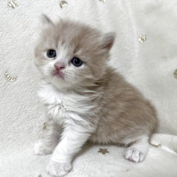 スコティッシュフォールド(立ち耳)【兵庫県・男の子・2025年9月4日・クリームタビー&ホワイト】の写真「まんまるイケメン🩵」