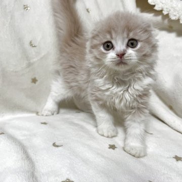 スコティッシュフォールド(折れ耳)【兵庫県・男の子・2025年9月4日・クリームタビー&ホワイト】の写真「おっとり甘えん坊くん🩵」