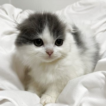 スコティッシュフォールド(折れ耳)【兵庫県・女の子・2025年9月4日・ブルーパッチドタビー&ホワイト】の写真「甘えたちゃん🤍」