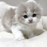 スコティッシュフォールド(折れ耳)