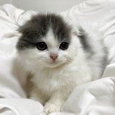 スコティッシュフォールド(折れ耳)