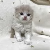 スコティッシュフォールド(折れ耳)【兵庫県・男の子・2025年9月4日・クリームタビー&ホワイト】の写真7