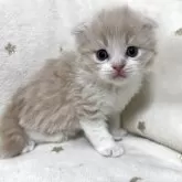 スコティッシュフォールド(折れ耳)【兵庫県・男の子・2025年9月4日・クリームタビー&ホワイト】の写真9