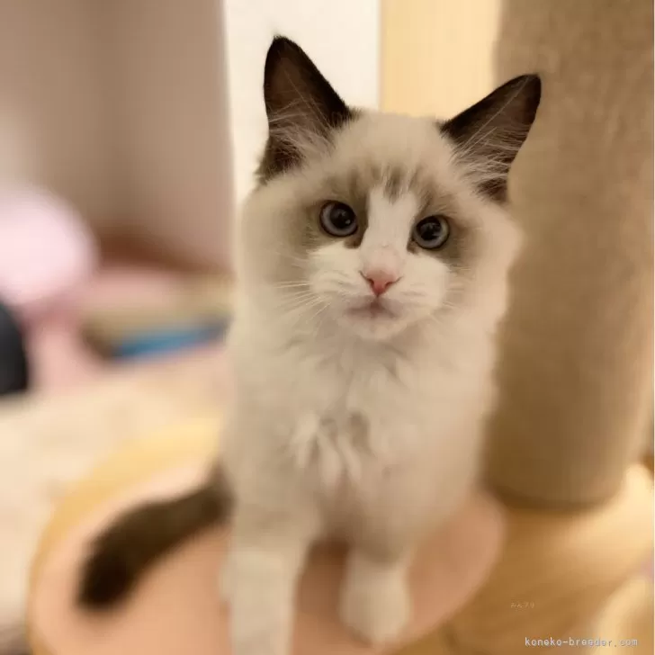 ID:2310-02392の子猫