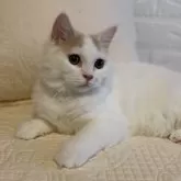 スコティッシュフォールド(立ち耳)【愛知県・女の子・2024年5月16日・クリーム&ホワイト】の写真2