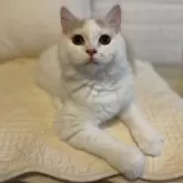 スコティッシュフォールド(立ち耳)【愛知県・女の子・2024年5月16日・クリーム&ホワイト】の写真3