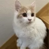 ブリティッシュロングヘア【愛知県・男の子・2025年2月1日・クリーム&ホワイト】の写真2