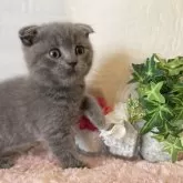 スコティッシュフォールド(折れ耳)【愛知県・男の子・2025年9月12日・ブルー】の写真11