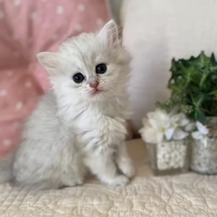 ID：2502-00197の子猫