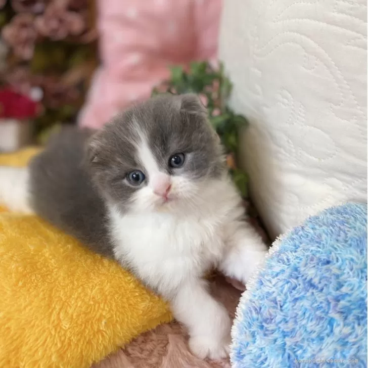 ID:2505-00328の子猫