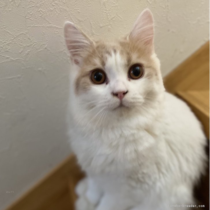 ブリーダー画像