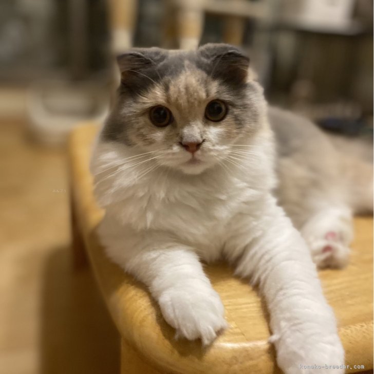 ブリーダー画像