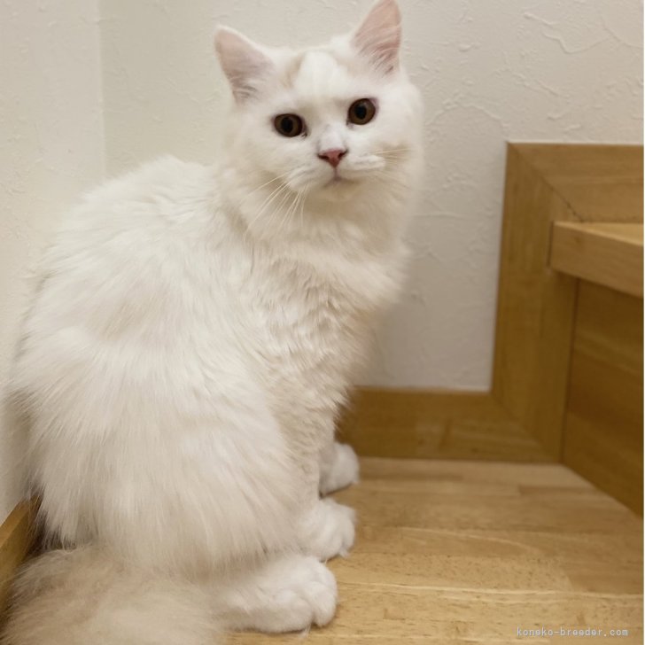 ブリーダー画像