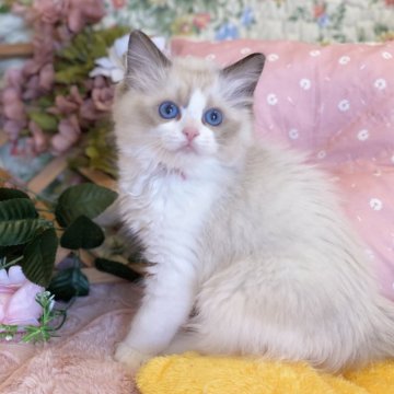 ラグドール【愛知県・男の子・2025年4月14日・シールポイントバイカラー（ロング）】の写真「甘えん坊の美男子🍀」
