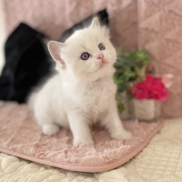 ラグドール【愛知県・女の子・2025年10月19日・シールポイントバイカラー（ロング）】の写真「とっても可愛い女の子です💕」