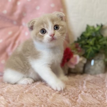 スコティッシュフォールド(折れ耳)【愛知県・男の子・2025年9月12日・クリーム&ホワイト（ショート）】の写真「お目目クリクリ可愛い男の子🍀」