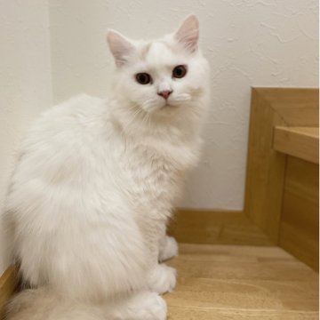 ブリティッシュロングヘア【愛知県・男の子・2025年2月1日・クリーム&ホワイトバン（ロング）】の写真「スーパー甘えん坊男子🍀」