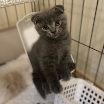 スコティッシュフォールド(折れ耳)【愛知県・男の子・2025年9月12日・ブルー（ショート）】の写真「運動神経抜群❗️活発な男の子🍀」