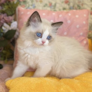 ラグドール【愛知県・男の子・2025年4月14日・シールポイントバイカラー（ロング）】の写真「甘えん坊の美男子🍀」