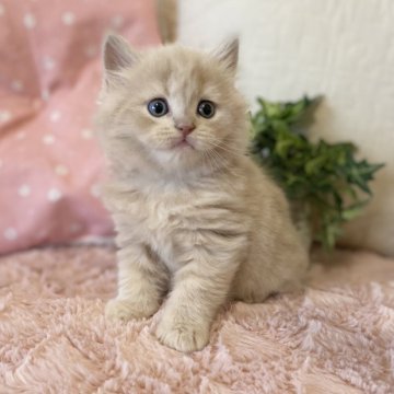 スコティッシュフォールド(立ち耳)【愛知県・男の子・2025年9月12日・クリームタビー(ロング)】の写真「まん丸お顔の可愛い男の子🍀」