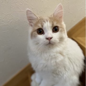 ブリティッシュロングヘア【愛知県・男の子・2025年2月1日・クリーム&ホワイト（ロング）】の写真「甘いお顔立ちの美形男子🍀」