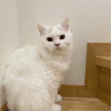 ブリティッシュロングヘア【愛知県・男の子・2025年2月1日・クリーム&ホワイトバン(ロング)】の写真「スーパー甘えん坊男子🍀」