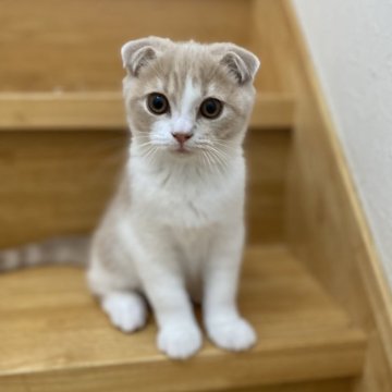 スコティッシュフォールド(折れ耳)【愛知県・男の子・2025年9月12日・クリーム&ホワイト（ショート）】の写真「お目目クリクリ可愛い男の子🍀」