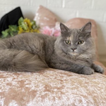 スコティッシュフォールド(立ち耳)【愛知県・女の子・2025年3月31日・ブルークリーム（ロング）】の写真「お顔立ちがハッキリしている綺麗系女子❤️」