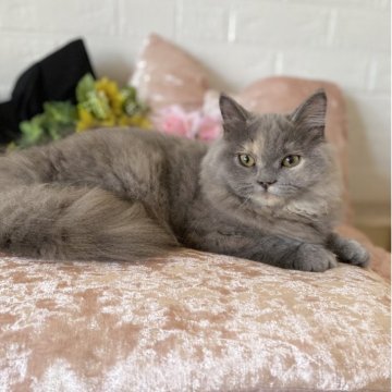 スコティッシュフォールド(立ち耳)【愛知県・女の子・2025年3月31日・ブルークリーム（ロング）】の写真「お顔立ちがハッキリしている綺麗系女子❤️」