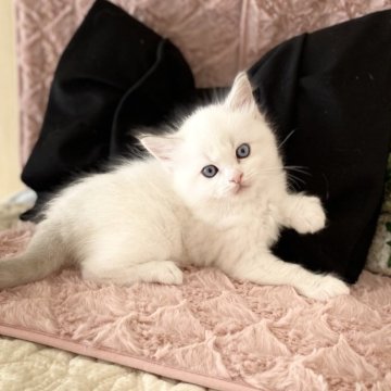 ラグドール【愛知県・女の子・2025年10月19日・ブルーポイントバイカラー（ロング）】の写真「とっても可愛い女の子です💕」