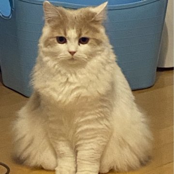 ブリティッシュロングヘア【愛知県・男の子・2025年2月1日・クリーム&ホワイト（ロング）】の写真「甘いお顔立ちの美形男子🍀」