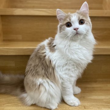 ブリティッシュロングヘア【愛知県・男の子・2025年2月1日・クリーム&ホワイト（ロング）】の写真「甘いお顔立ちの美形男子🍀」