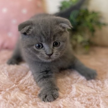 スコティッシュフォールド(折れ耳)【愛知県・男の子・2025年9月12日・ブルー（ショート）】の写真「運動神経抜群❗️活発な男の子🍀」