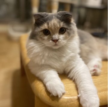 スコティッシュフォールド(折れ耳)【愛知県・女の子・2025年3月31日・ダイリュートキャリコ（ロング）】の写真「ブルーの帽子がお似合い😊
可愛い女の子💕」