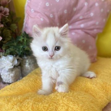 ブリティッシュロングヘア【愛知県・男の子・2025年2月1日・ホワイトバン（ロング）】の写真「貴重なホワイトバンカラーの可愛い男の子🍀」