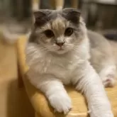 スコティッシュフォールド(折れ耳)