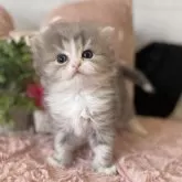 ミヌエット(長足)