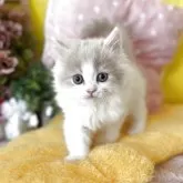 ブリティッシュロングヘア