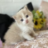 ブリティッシュロングヘア