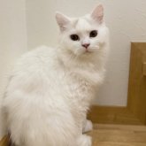 ブリティッシュロングヘア