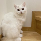 ブリティッシュロングヘア